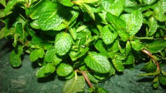 How To Dry Fresh Mint (Homemade) Recipe