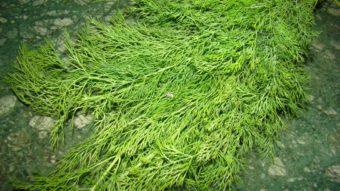 How To Dry Fresh Dill (Homemade) Recipe